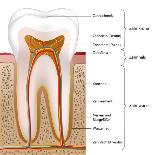 Querschnitt Backenzahn